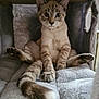 Léo a rejoint le concours — aidez-le/la à gagner de superbes lots ! cat, kitten, feline, indoor, cozy, plush, soft, relaxed, cute, pet, animal, fur, whiskers, tail, sitting, curious, eyes, paws, resting, home