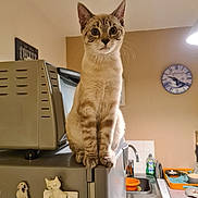 Léo a rejoint le concours — aidez-le/la à gagner de superbes lots ! cat, kitten, pet, animal, indoor, kitchen, appliance, clock, sink, dishwasher, magnet, countertop, curious, sitting, domestic, feline, whiskers, ears, eyes, paws