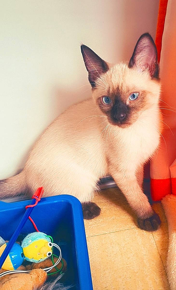 Angel participe au concours pour gagner de l'argent avec cette photo : carnivore, cat, comfort_food, fawn, felidae, fruit, fur, iris, junk_food, paw, pet_supply, siamese, small_to_medium_sized_cats, snout, tableware, tail, terrestrial_animal, whiskers