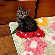 Mumu is registered to the contest to win money with this photo: animal, cat, curious, cute, domestic, ears, eyes, floor, floral_pattern, fur, indoor, kitten, pet, rug, sitting, small, tabby, whiskers, wooden_furniture, young
