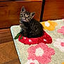 animal, cat, curious, cute, domestic, ears, eyes, floor, floral_pattern, fur, indoor, kitten, pet, rug, sitting, small, tabby, whiskers, wooden_furniture, young