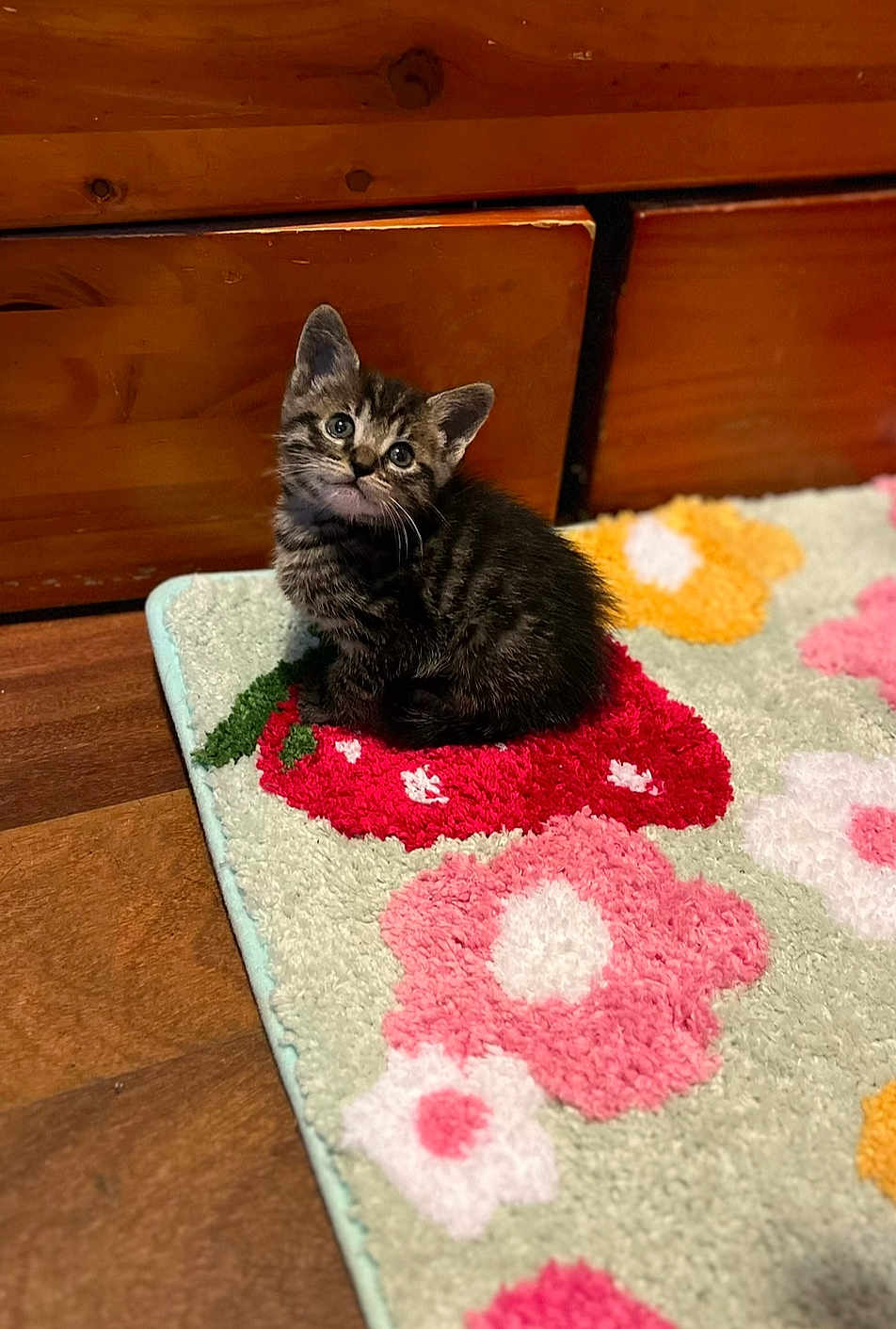 Mumu is registered to the contest to win money with this photo: animal, cat, curious, cute, domestic, ears, eyes, floor, floral_pattern, fur, indoor, kitten, pet, rug, sitting, small, tabby, whiskers, wooden_furniture, young