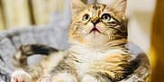 Mazie is registered to the contest to win money with this photo: animal, bed, cat, closeup, cozy, curious, cute, domestic, feline, fluffy, fur, indoor, kitten, paws, pet, relaxed, resting, soft, whiskers, young