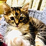 Mazie joined the competition — help win amazing prizes! animal, blanket, cat, closeup, cozy, curious, cute, eyes, feline, focus, fur, indoor, kitten, paw, pet, playful, portrait, soft, whiskers, young