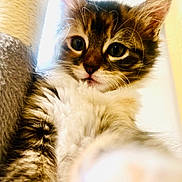 Mazie joined the competition — help win amazing prizes! adorable, animal, cat, close_up, curious, cute, eyes, feline, fluffy, fur, indoor, kitten, pet, portrait, scratching_post, soft, tabby, whiskers, young, young_cat