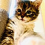 adorable, animal, cat, close_up, curious, cute, eyes, feline, fluffy, fur, indoor, kitten, pet, portrait, scratching_post, soft, tabby, whiskers, young, young_cat
