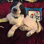 Bear is registered to the contest to win money with this photo: puppy, dog, black_and_white, couch, pillow, indoor, pet, cute, relaxed, fur, animal, collar, spot, face, paw, tail, blanket, home, decor, character_art