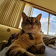 Ninja Turtle joined the competition — help win amazing prizes! cat, indoor, bed, blanket, window, vertical_blinds, lamp, feline, collar, tag, fur, paw, curious, cozy, sunlight, wall, table, relaxing, closeup, pet