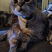 Ninja Turtle is registered to the contest to win money with this photo: animal, bell, cat, close_up, collar, couch, curious, domestic, feline, fur, furniture, home, indoor, living_room, mammal, night, pet, portrait, relaxed, whiskers