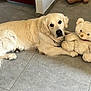 dog, golden_retriever, teddy_bear, plush_toy, floor, tile_floor, indoor, pet, animal, cute, lying_down, white_fur, soft_toy, companion, domestic, calm, looking_at_camera, cozy, home, resting