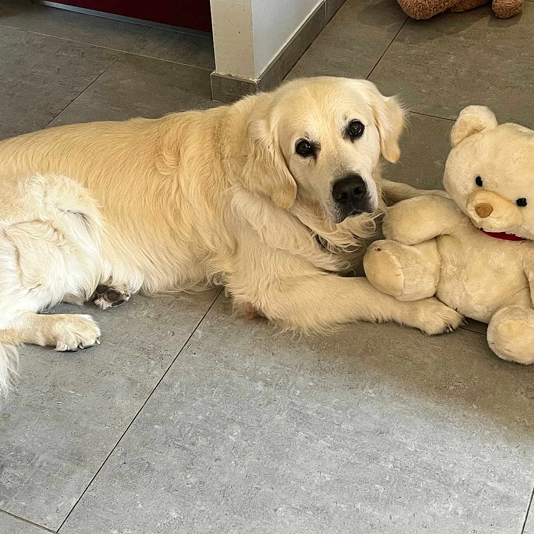 Nemo a rejoint le concours — aidez-le/la à gagner de superbes lots ! animal, calm, companion, cozy, cute, dog, domestic, floor, golden_retriever, home, indoor, looking_at_camera, lying_down, pet, plush_toy, resting, soft_toy, teddy_bear, tile_floor, white_fur