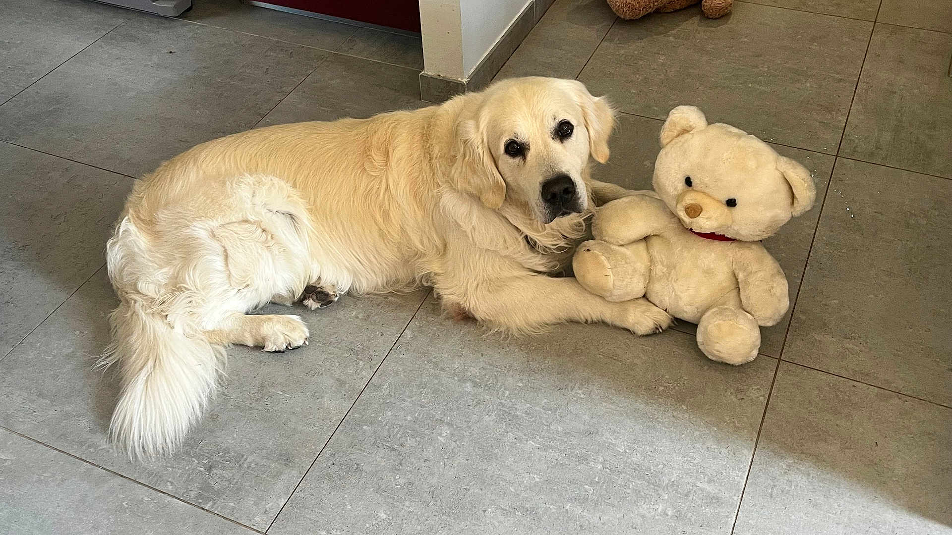Nemo a rejoint le concours — aidez-le/la à gagner de superbes lots ! dog, golden_retriever, teddy_bear, plush_toy, floor, tile_floor, indoor, pet, animal, cute, lying_down, white_fur, soft_toy, companion, domestic, calm, looking_at_camera, cozy, home, resting