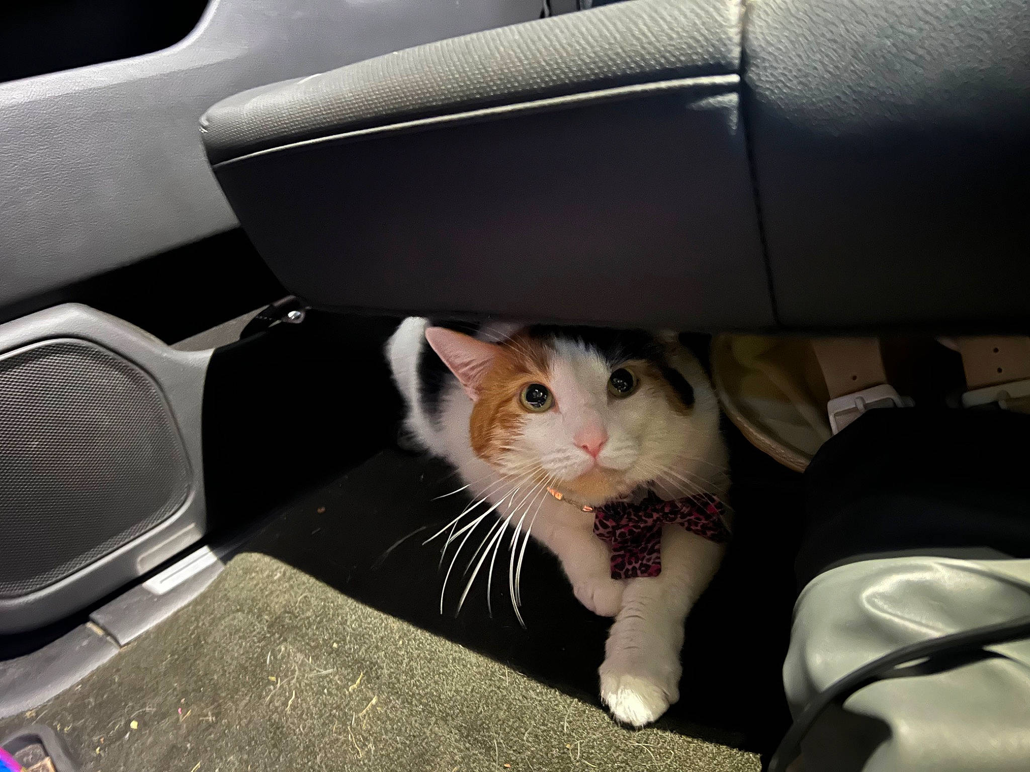 Boo joined the competition — help win amazing prizes! auto_part, automotive_design, automotive_exterior, automotive_lighting, automotive_tire, car, carnivore, cat, comfort, felidae, fender, hood, motor_vehicle, personal_luxury_car, small_to_medium_sized_cats, snout, tail, vehicle, vehicle_door, whiskers