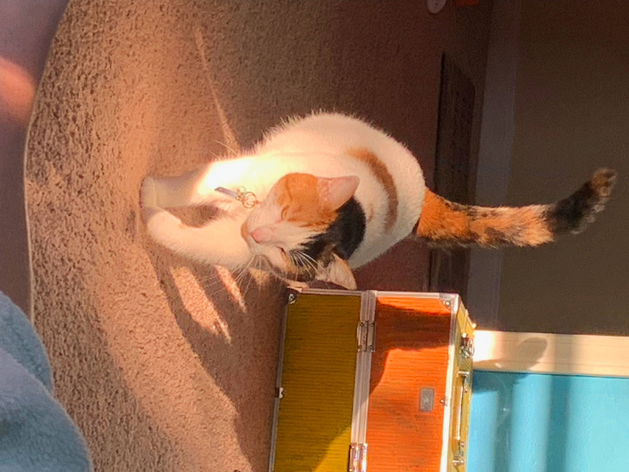 Boo joined the competition — help win amazing prizes! carnivore, cat, cat_supply, comfort, domestic_short_haired_cat, event, fawn, felidae, folk_instrument, fur, guitar, hardwood, musical_instrument, plucked_string_instruments, small_to_medium_sized_cats, string_instrument, tail, whiskers, wood