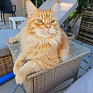 Simba participe au concours pour gagner de l'argent avec cette photo : animal, cat, close_up, ears, feline, fluffy, furniture, ginger_cat, greenery, longhaired, orange_fur, outdoor, patio, pet, plants, portrait, relaxed, sitting, whiskers, wicker_chair