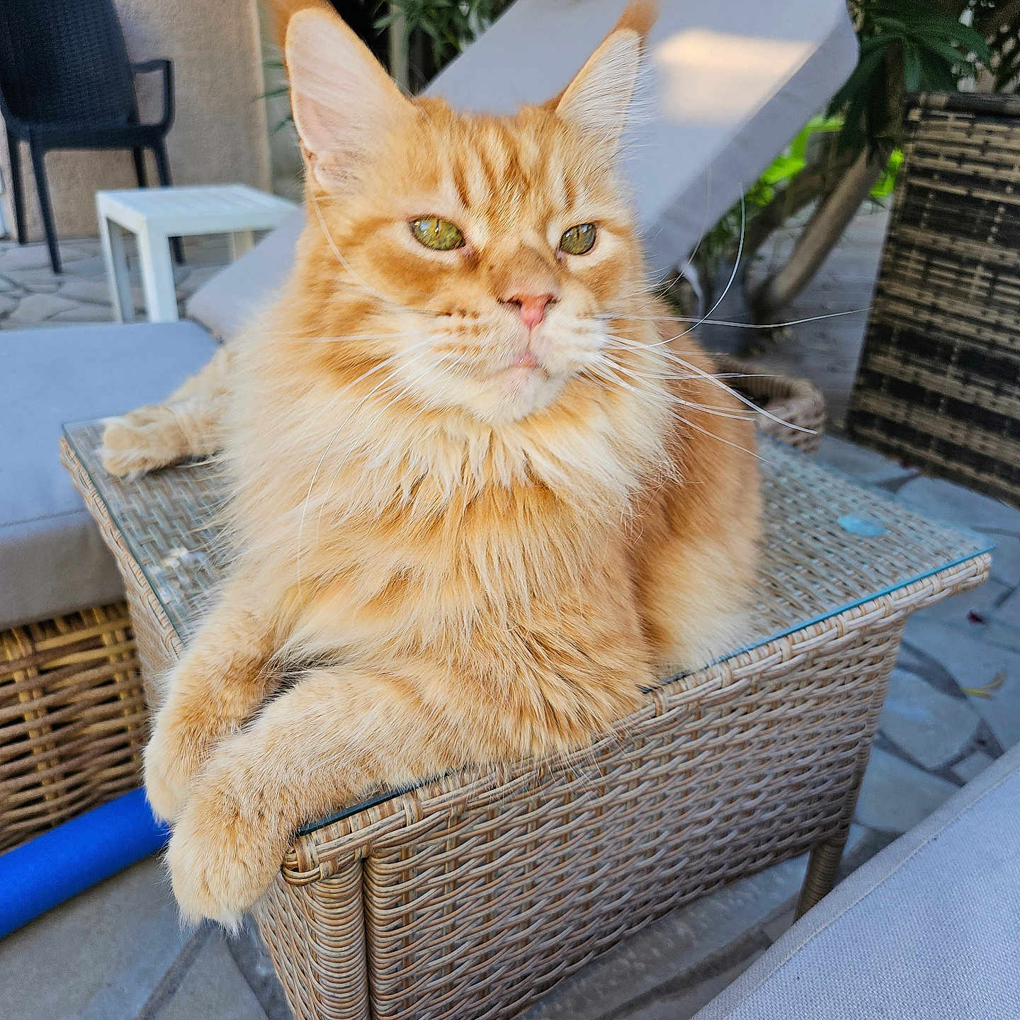 Simba participe au concours pour gagner de l'argent avec cette photo : animal, cat, close_up, ears, feline, fluffy, furniture, ginger_cat, greenery, longhaired, orange_fur, outdoor, patio, pet, plants, portrait, relaxed, sitting, whiskers, wicker_chair