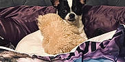 Max joined the competition — help win amazing prizes! dog, small_dog, black_and_white, bed, pillow, blanket, beetlejuice, cartoon_character, striped_suit, face, ears, fur, cozy, indoor, couch, upholstery, wall, home, pet, cute