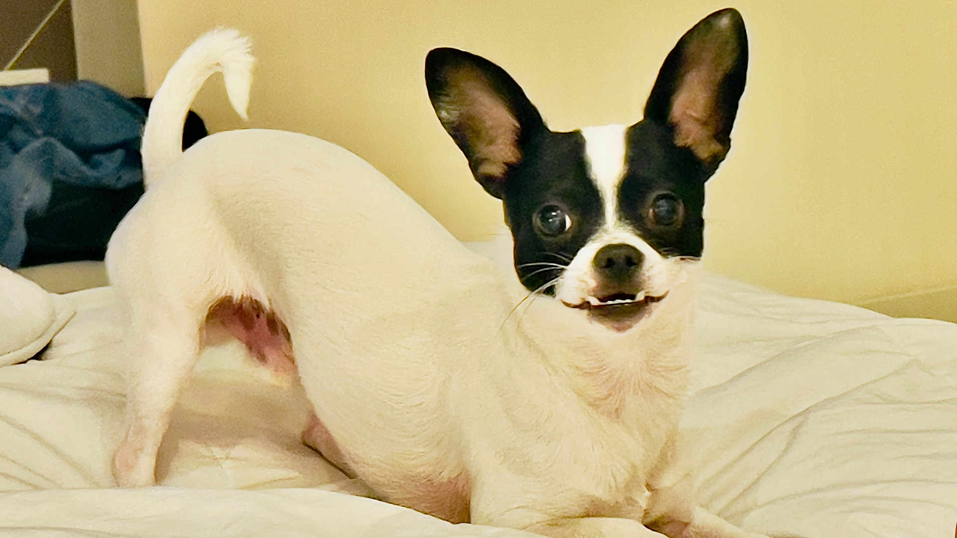 Max
