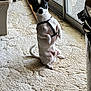 Max is registered to the contest to win money with this photo: dog, small_dog, indoor, carpet, glass_door, potted_plant, harness, curious, pet, animal, white_and_black, sitting, natural_light, floor, window, tail, ears, looking, home, domestic