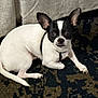 dog, small_dog, black_and_white, carpet, patterned_carpet, couch, indoor, pet, animal, lying_down, alert, ears, curious, floor, domestic, companion, canine, fur, resting, household