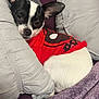 dog, small_dog, black_and_white, red_shirt, pillow, blanket, couch, indoor, pet, resting, cozy, sleepy, fur, cute, relaxed, close_up, animal, companion, home, soft
