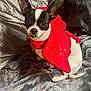 Max joined the competition — help win amazing prizes! dog, small_dog, cape, red_cape, black_and_white, pet, indoor, blanket, pillow, fur, animal, cute, ears, sitting, looking, cozy, soft_texture, resting, companion, domestic