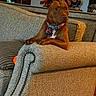 Julip joined the competition — help win amazing prizes! dog, brown_dog, pit_bull, pet, animal, sitting, couch, sofa, blanket, collar, tag, indoors, living_room, furniture, portrait, looking_at_camera, floppy_ears, white_chest, cozy, home_decor