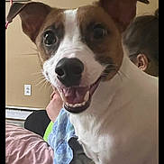 Odie is registered to the contest to win money with this photo: dog, pet, smiling, indoor, person, brown_and_white, happy, face, ears, furniture, blanket, couch, home, closeup, animal, canine, portrait, companion, cute, friendly