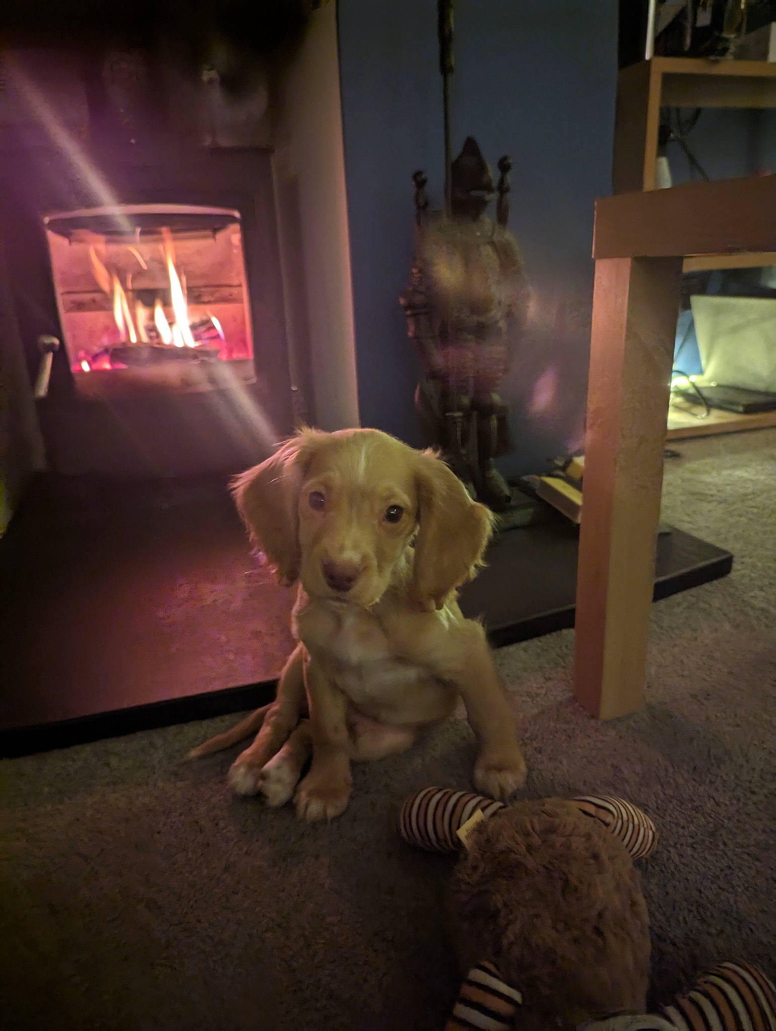 Brodie is registered to the contest to win money with this photo: canidae, carnivore, companion_dog, darkness, dog, dog_breed, fawn, floor, flooring, fur, hardwood, mammal, night, paw, retriever, room, snout, tail, wood, working_animal