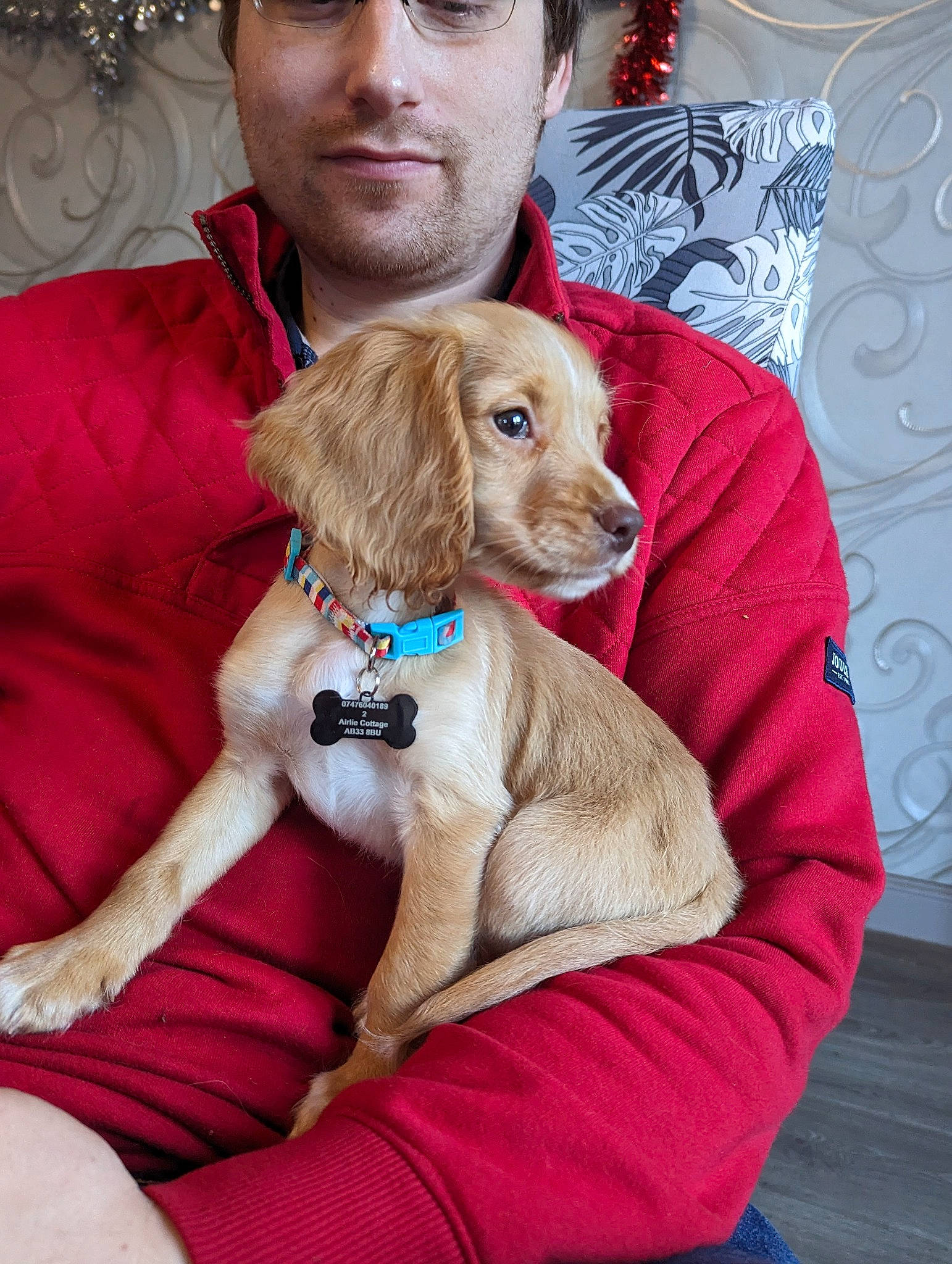 Brodie joined the competition — help win amazing prizes! brown_hair, canidae, carnivore, collar, comfort, companion_dog, dog, dog_breed, dog_collar, ear, eyewear, fawn, fur, hat, lap, liver, pet_supply, snout, sporting_group, working_animal