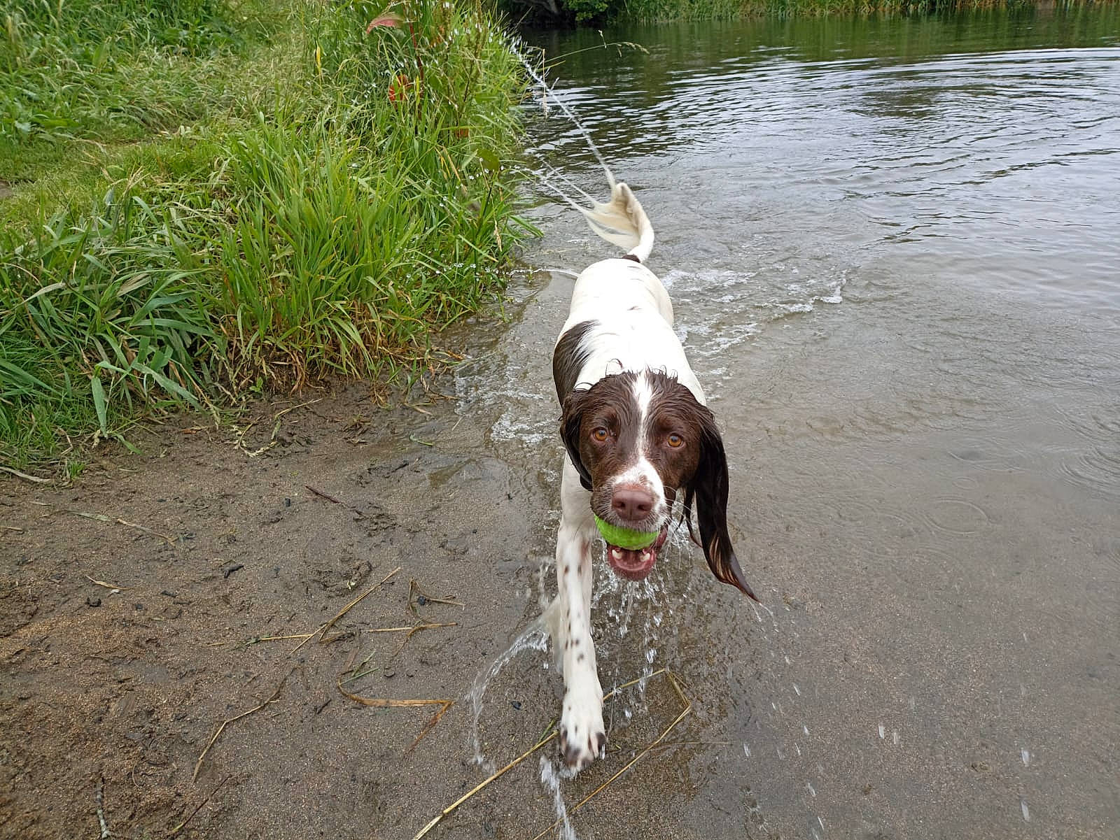 Lily is registered to the contest to win money with this photo: braque_francais, canidae, carnivore, collar, companion_dog, dog, dog_breed, dog_collar, fawn, gun_dog, leash, liver, pet_supply, plant, pointing_breed, snout, sporting_group, tail, water, working_animal