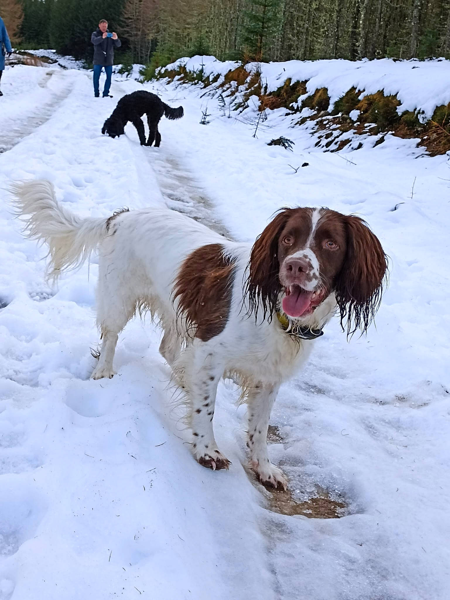Lily is registered to the contest to win money with this photo: canidae, carnivore, companion_dog, dog, dog_breed, dog_collar, freezing, fur, gun_dog, hunting_dog, liver, pointing_breed, snow, spaniel, sporting_group, winter, working_dog