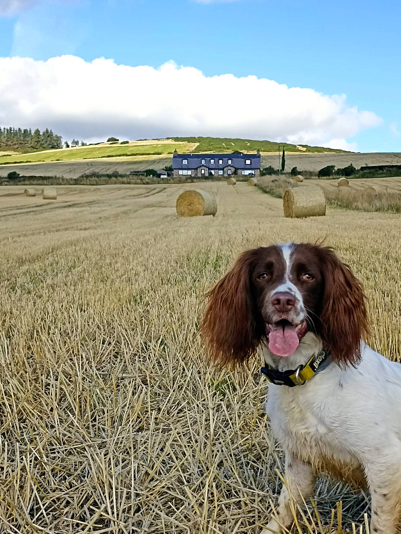 Lily is registered to the contest to win money with this photo: agriculture, canidae, carnivore, cloud, companion_dog, dog, dog_breed, event, fawn, grass, grassland, gun_dog, landscape, liver, plant, prairie, sky, snout, sporting_group, working_animal