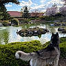 Shadow participe au concours pour gagner de l'argent avec cette photo : dog, canine, black_and_white, fluffy, standing, outdoors, garden, pond, water, landscape, spring, blossoms, trees, shrubs, rocks, island, sky, clouds, reflection, nature