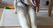Shadow a rejoint le concours — aidez-le/la à gagner de superbes lots ! dog, siberian_husky, husky, pet, canine, fluffy, black_and_white, blue_eyes, open_mouth, panting, tongue, large_paws, standing, stretching, indoor, home, wooden_floor, rug, furniture, toy