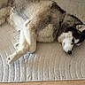 Shadow a rejoint le concours — aidez-le/la à gagner de superbes lots ! dog, husky, sleeping, lying_down, fluffy, black_and_white, pet, canine, indoors, rug, carpet, hardwood_floor, cozy, relaxed, resting, paws, snout, ears, animal_portrait, nap