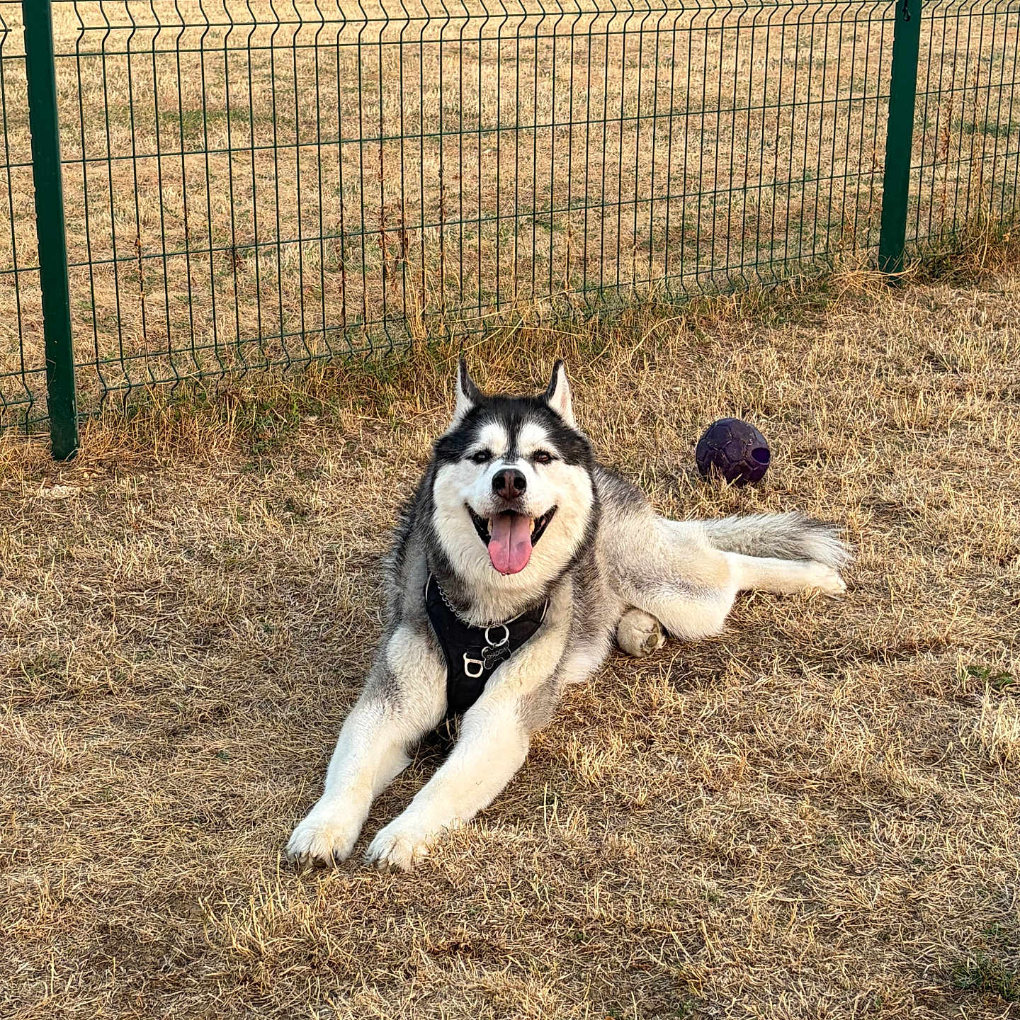 Shadow a rejoint le concours — aidez-le/la à gagner de superbes lots ! dog, husky, siberian_husky, pet, animal, grass, outdoor, park, fence, ball, toy, lying_down, sitting, smiling, open_mouth, tongue, harness, black_and_white, dry_grass, daylight