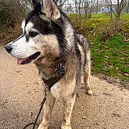 Shadow a rejoint le concours — aidez-le/la à gagner de superbes lots ! dog, husky, siberian_husky, canine, pet, outdoor, woodland, park, path, standing, profile, black_and_white, fluffy, pointed_ears, tongue, collar, leash, dog_tag, grass, trees