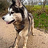 dog, husky, siberian_husky, canine, pet, outdoor, woodland, park, path, standing, profile, black_and_white, fluffy, pointed_ears, tongue, collar, leash, dog_tag, grass, trees