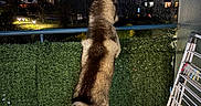 Shadow a rejoint le concours — aidez-le/la à gagner de superbes lots ! animal, artificial_grass, back_view, balcony, canine, cityscape, dog, drying_rack, fluffy, fur, husky, lights, neighborhood, night, outdoor, patio, railing, sky, standing, tail