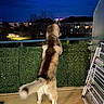 dog, husky, canine, fluffy, fur, tail, standing, balcony, night, outdoor, cityscape, neighborhood, sky, lights, railing, artificial_grass, drying_rack, patio, back_view, animal