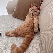 Archie participe au concours pour gagner de l'argent avec cette photo : animal, cat, comfortable, couch, cozy, cute, domestic_animal, feline, fur, ginger_cat, home, indoor, looking, pet, pillow, relaxing, resting, soft, tail, whiskers