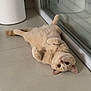 adorable, animal, beige_cat, cat, curled_paws, cute, domestic_cat, ears, feline, floor, glass_door, indoor, looking_up, lying_down, pet, relaxed, resting, tail, tile_floor, whiskers
