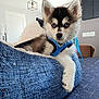 Aïko participe au concours pour gagner de l'argent avec cette photo : blanket, blue_eyes, blue_harness, cozy, curious, cute, dog, fabric, fluffy, furniture, husky, indoor, leash, modern_room, paw, pet_bed, puppy, resting, table, young_dog