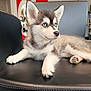 animal, black_leather, blue_eyes, chair, curious, cute, dog, fur, furniture, husky, indoor, looking_away, mirror, modern, paw, pet, puppy, shelf, sitting, young
