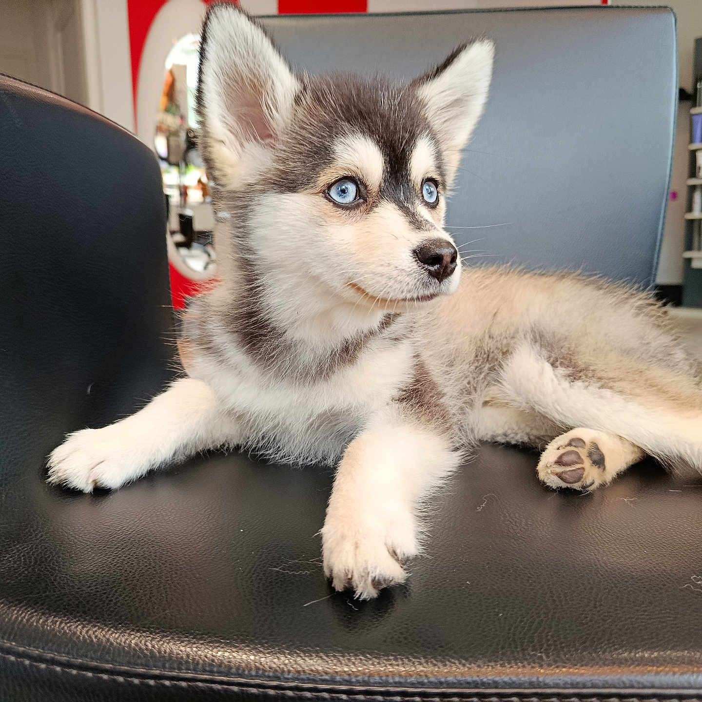 Aïko a rejoint le concours — aidez-le/la à gagner de superbes lots ! animal, black_leather, blue_eyes, chair, curious, cute, dog, fur, furniture, husky, indoor, looking_away, mirror, modern, paw, pet, puppy, shelf, sitting, young