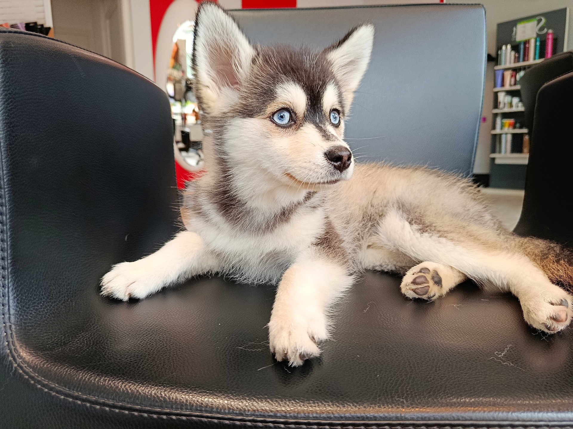 Aïko a rejoint le concours — aidez-le/la à gagner de superbes lots ! animal, black_leather, blue_eyes, chair, curious, cute, dog, fur, furniture, husky, indoor, looking_away, mirror, modern, paw, pet, puppy, shelf, sitting, young