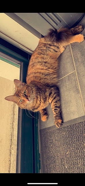 Salsa a rejoint le concours — aidez-le/la à gagner de superbes lots ! carnivore, cat, claw, domestic_short_haired_cat, felidae, fur, human_leg, mammal, nap, paw, small_to_medium_sized_cats, snout, tail, terrestrial_animal, vertebrate, whiskers, wood