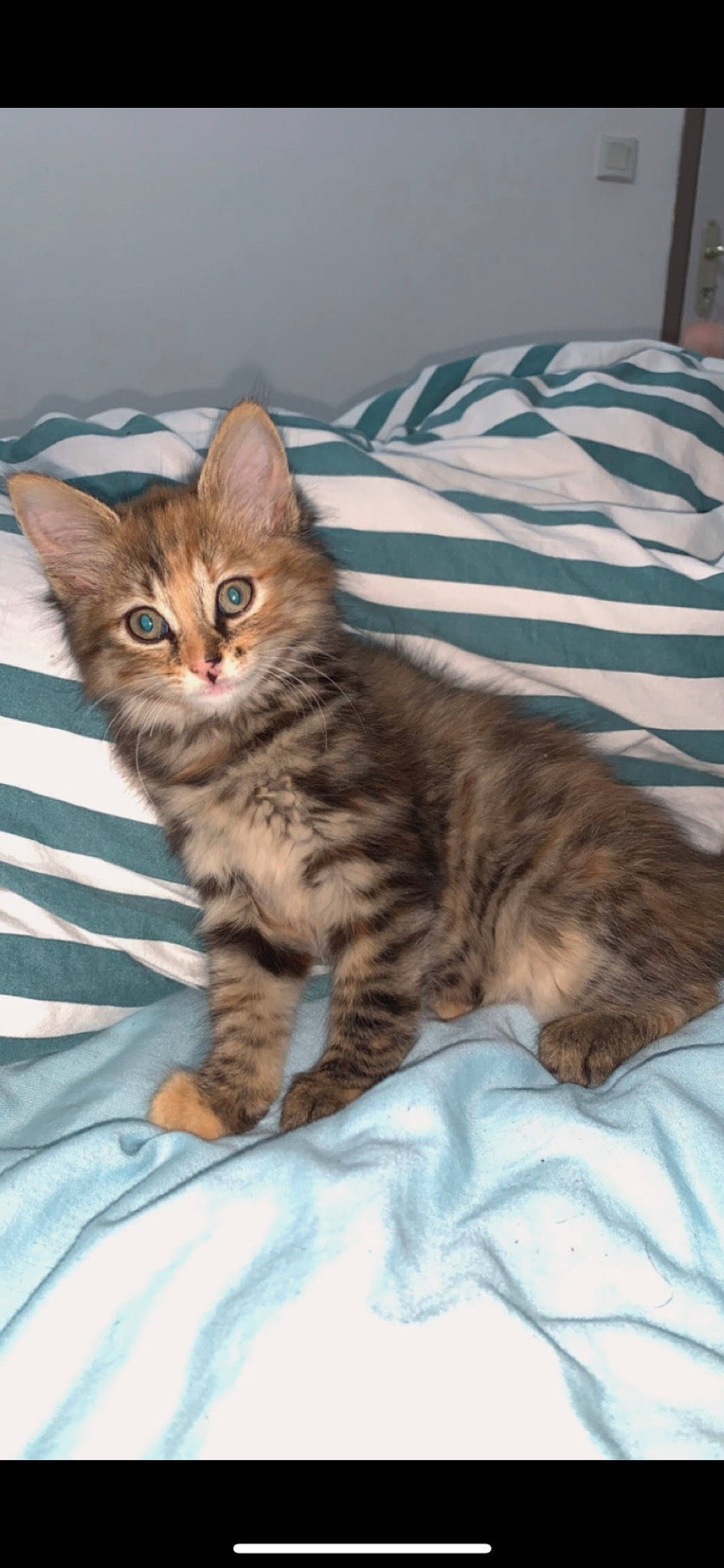 Salsa a rejoint le concours — aidez-le/la à gagner de superbes lots ! carnivore, cat, claw, comfort, domestic_short_haired_cat, felidae, fur, paw, small_to_medium_sized_cats, tail, whiskers