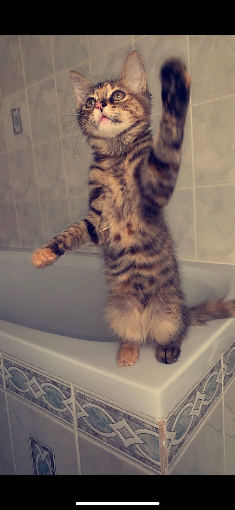 Salsa a rejoint le concours — aidez-le/la à gagner de superbes lots ! carnivore, cat, domestic_short_haired_cat, door, felidae, flooring, foot, fur, metal, paw, rectangle, sitting, small_to_medium_sized_cats, snout, tail, terrestrial_animal, whiskers